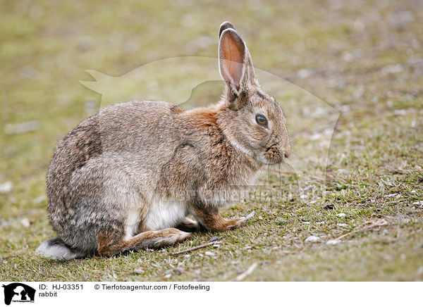 Wildkaninchen / rabbit / HJ-03351