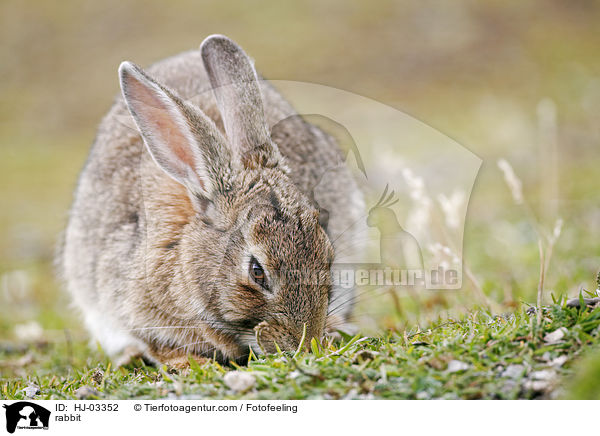 Wildkaninchen / rabbit / HJ-03352