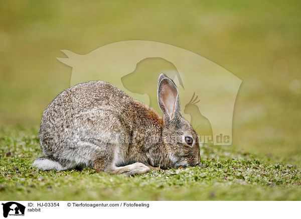 Wildkaninchen / rabbit / HJ-03354