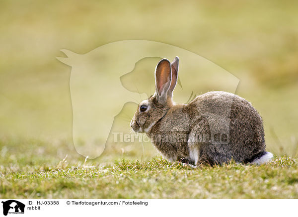 Wildkaninchen / rabbit / HJ-03358