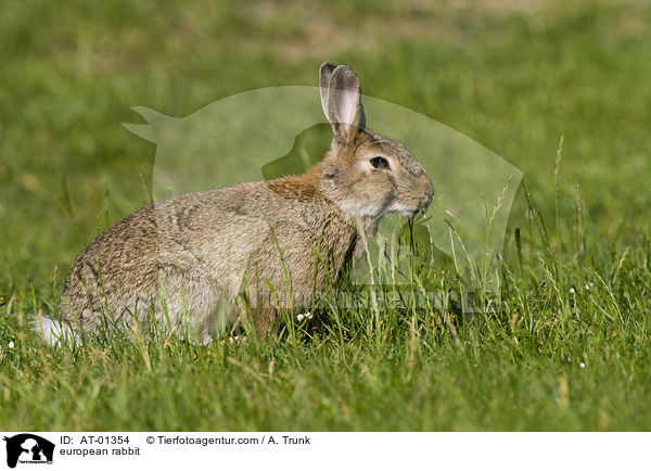 european rabbit / AT-01354
