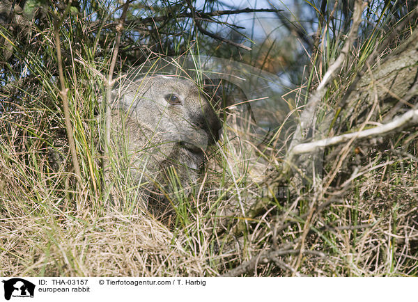 Wildkaninchen / european rabbit / THA-03157