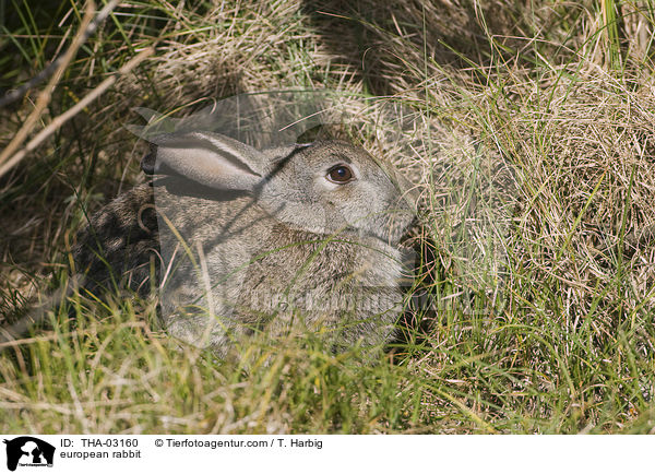 european rabbit / THA-03160
