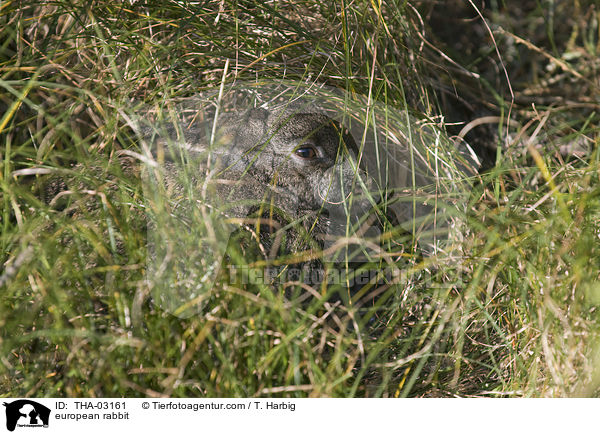 Wildkaninchen / european rabbit / THA-03161