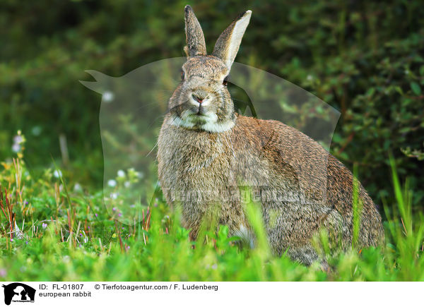 Wildkaninchen / european rabbit / FL-01807