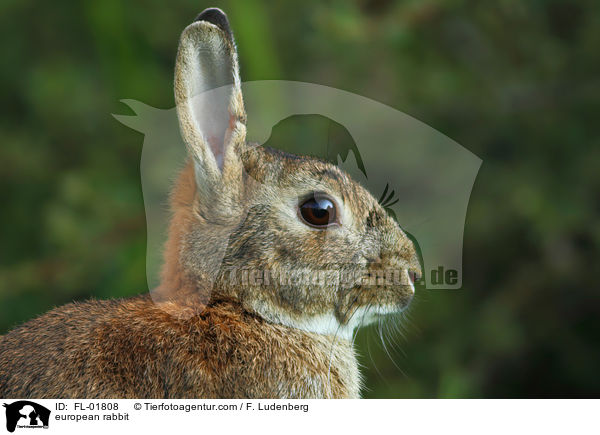 Wildkaninchen / european rabbit / FL-01808