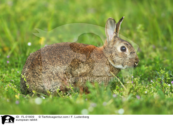 Wildkaninchen / european rabbit / FL-01809