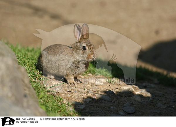 Wildkaninchen / european rabbit / AB-02688