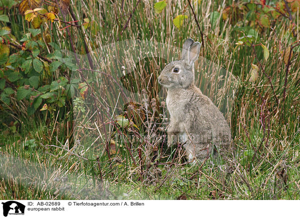 european rabbit / AB-02689