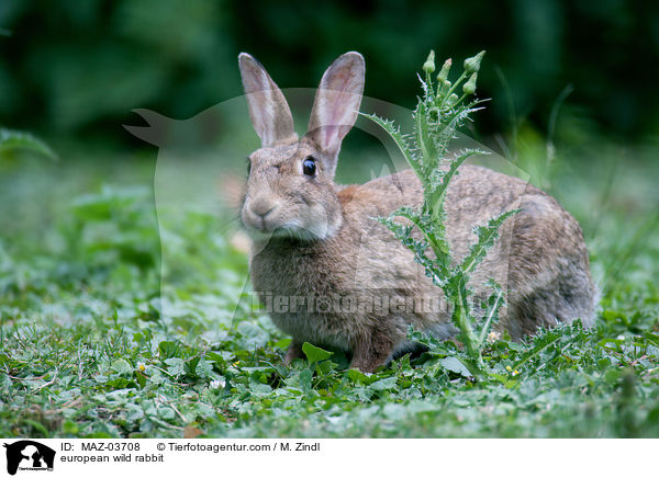 european wild rabbit / MAZ-03708