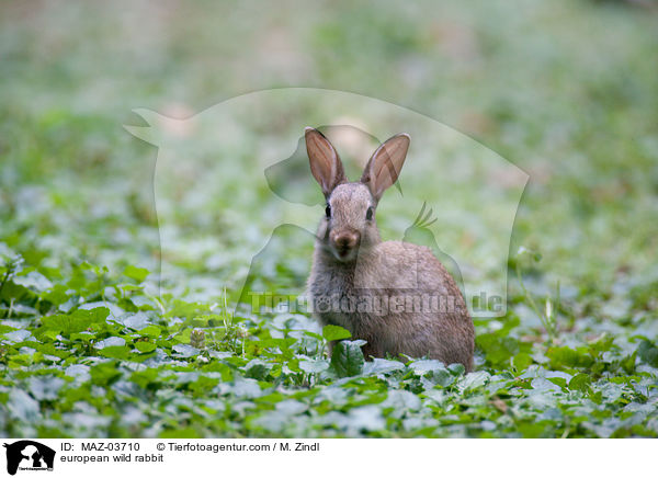 european wild rabbit / MAZ-03710