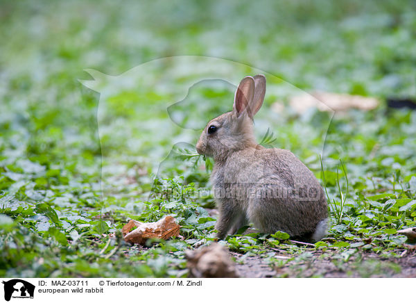 european wild rabbit / MAZ-03711