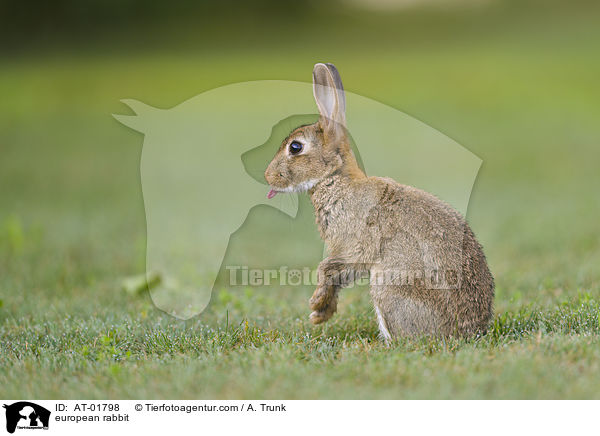 european rabbit / AT-01798
