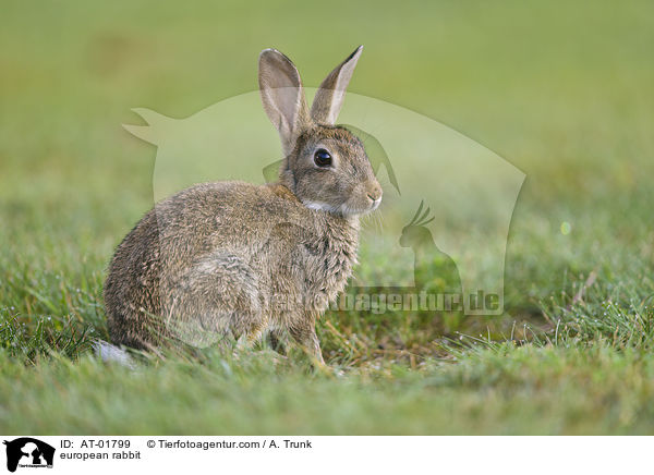 european rabbit / AT-01799