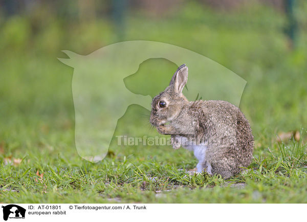 european rabbit / AT-01801