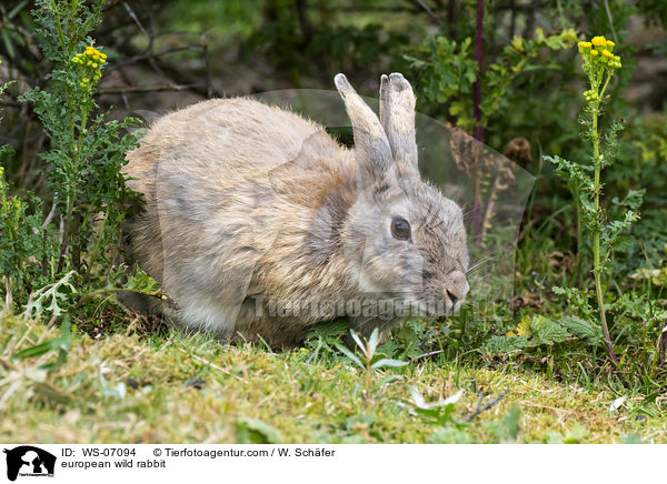 european wild rabbit / WS-07094