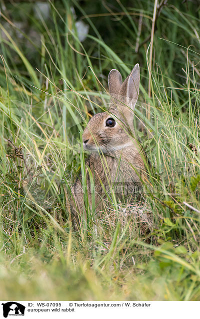 european wild rabbit / WS-07095