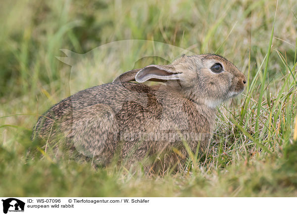 european wild rabbit / WS-07096