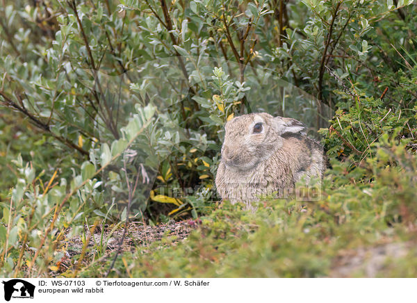 european wild rabbit / WS-07103
