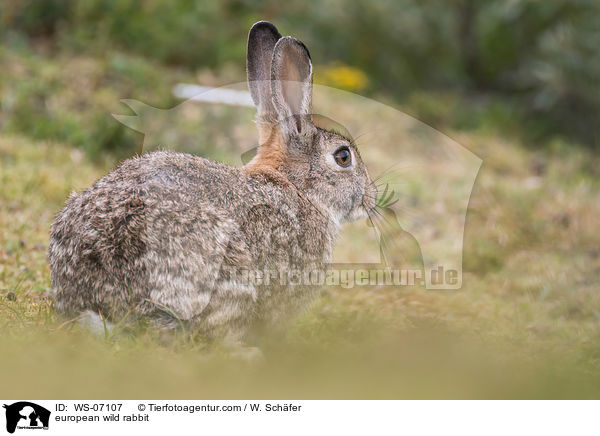 european wild rabbit / WS-07107