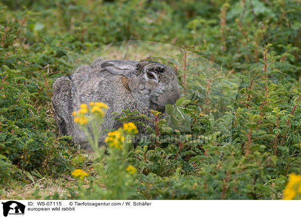 european wild rabbit / WS-07115