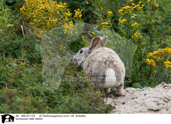 european wild rabbit / WS-07119