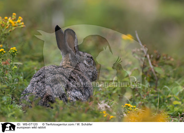 Wildkaninchen / european wild rabbit / WS-07120