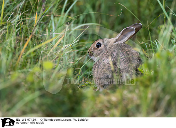 Wildkaninchen / european wild rabbit / WS-07129