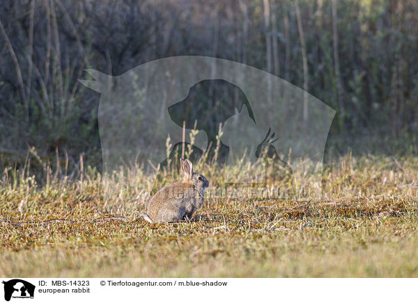 Wildkaninchen / european rabbit / MBS-14323