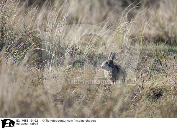 Wildkaninchen / european rabbit / MBS-15462