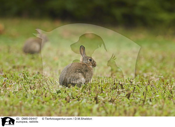 Wildkaninchen / europea, rabbits / DMS-09447