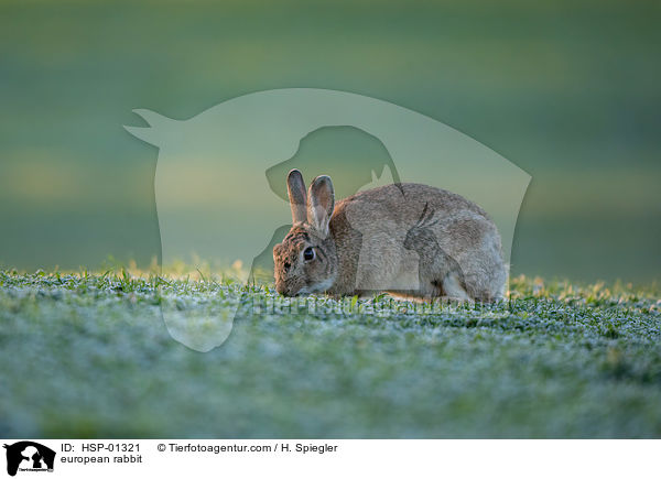 Wildkaninchen / european rabbit / HSP-01321