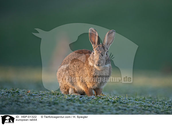 european rabbit / HSP-01322
