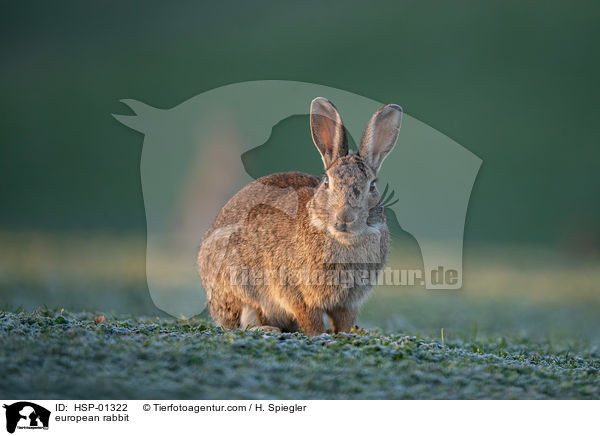 Wildkaninchen / european rabbit / HSP-01322