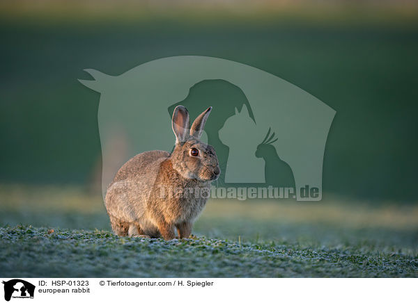 european rabbit / HSP-01323