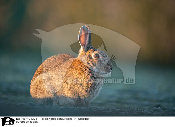 Wildkaninchen / european rabbit / HSP-01324
