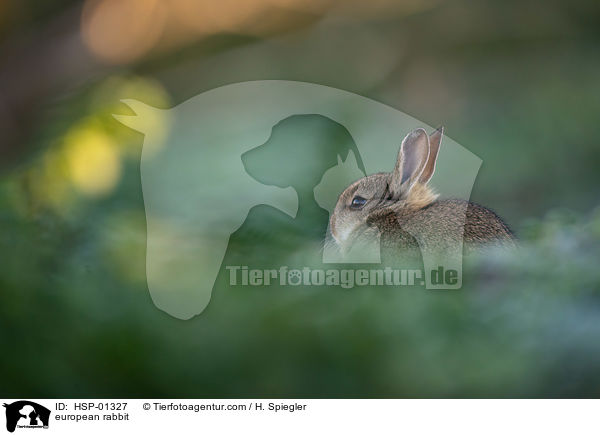 Wildkaninchen / european rabbit / HSP-01327