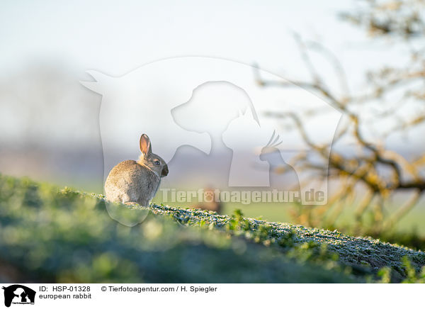 Wildkaninchen / european rabbit / HSP-01328