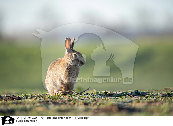 Wildkaninchen / european rabbit / HSP-01329