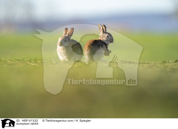 Wildkaninchen / european rabbit / HSP-01332
