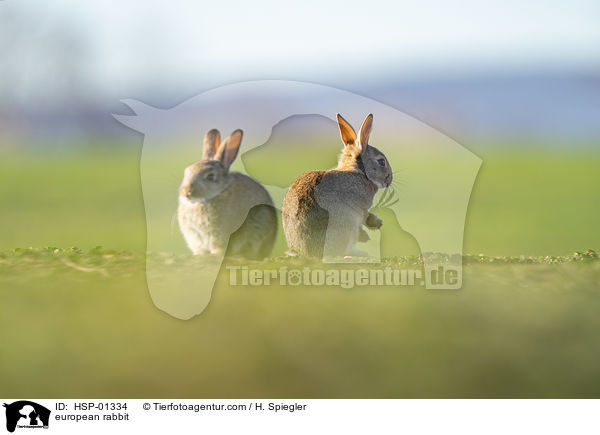 Wildkaninchen / european rabbit / HSP-01334