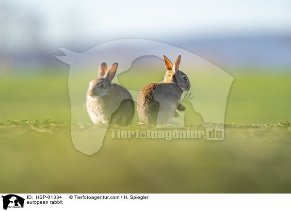 european rabbit / HSP-01334