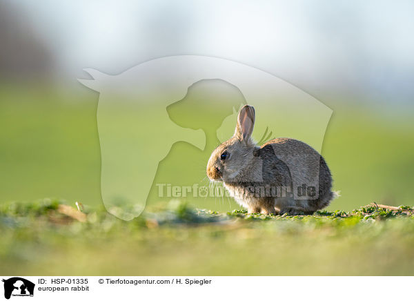 Wildkaninchen / european rabbit / HSP-01335