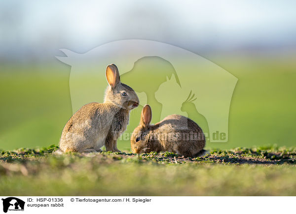 Wildkaninchen / european rabbit / HSP-01336
