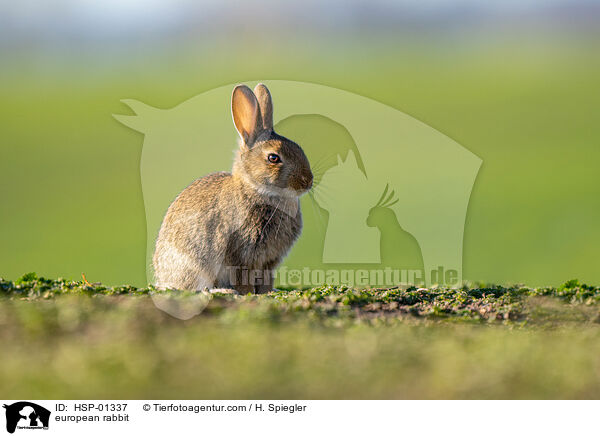 Wildkaninchen / european rabbit / HSP-01337