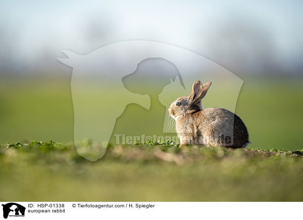 european rabbit / HSP-01338