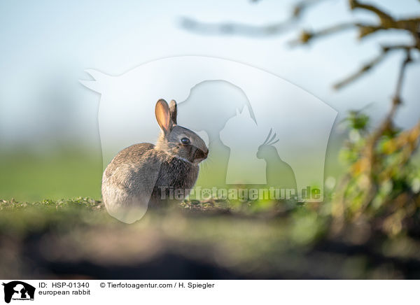 european rabbit / HSP-01340