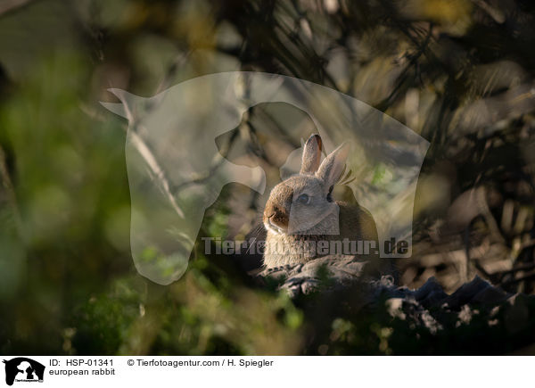 Wildkaninchen / european rabbit / HSP-01341