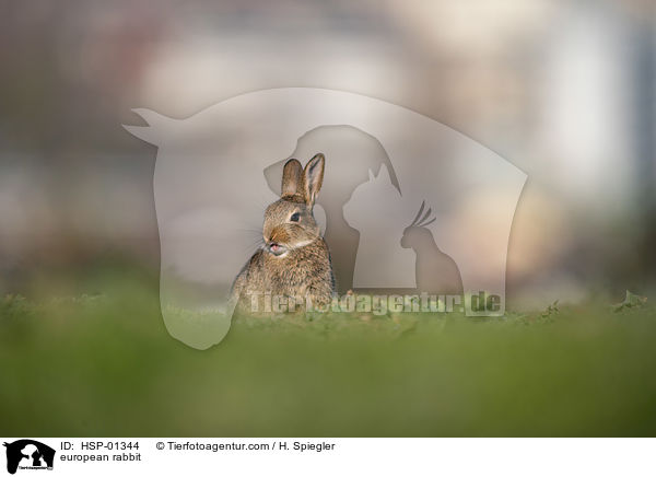 european rabbit / HSP-01344