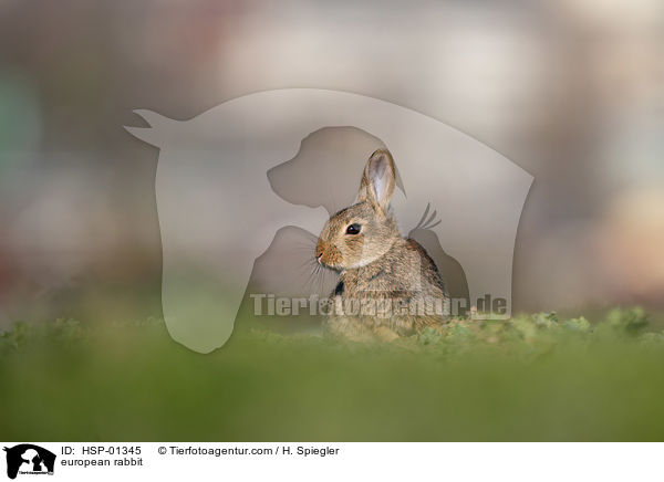 Wildkaninchen / european rabbit / HSP-01345